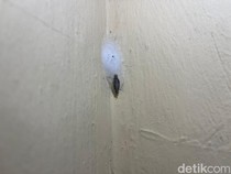 Kenapa Kamitetep Masih Sering Muncul di Rumah? Ini Penyebabnya