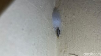 Pakar UGM Ungkap Fakta Kamitetep, Begini Efeknya Bila Tak Sengaja Tersentuh