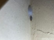 Pakar UGM Ungkap Fakta Kamitetep, Begini Efeknya Bila Tak Sengaja Tersentuh