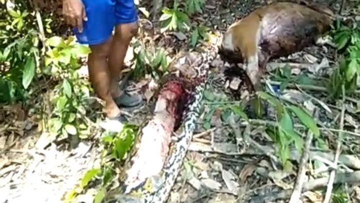 Ular piton 7 meter mangsa sapi milik warga di Mamuju, Sulbar.