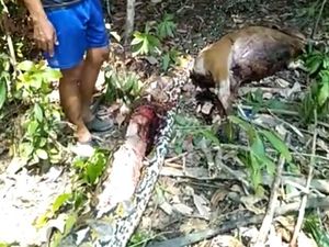 Heboh Ular Piton 7 Meter Mangsa Sapi di Kebun, Langsung Ditebas Warga