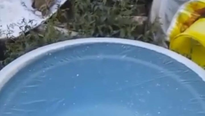 Viral video air membeku di Ranupani, Lumajang.