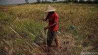 Seorang petani membuat lubang sumur untuk pengairan di sawah. Sejak musim kemarau, mereka terpaksa memperdalam lubang sumur.  