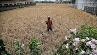 Menurut data Pemkab Bekasi Sebanyak 3.618 hektare lahan persawahan di Kabupaten Bekasi, Jawa Barat terdampak kekeringan. Kondisi ini membuat cemas ribuan petani karena gagal panen.  