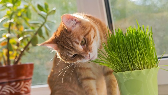 Cat sniffing and munching a vase of fresh catnip