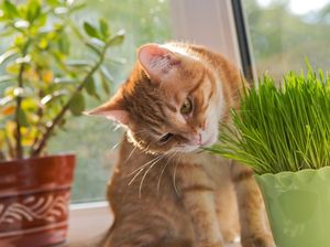 6 Jenis Tanaman yang Dibenci Kucing, Bikin Ogah Datang