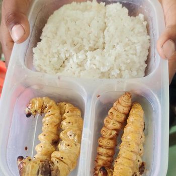 Bekal siswa SD Meduri V Bojonegoro dengan lauk ulat turi.