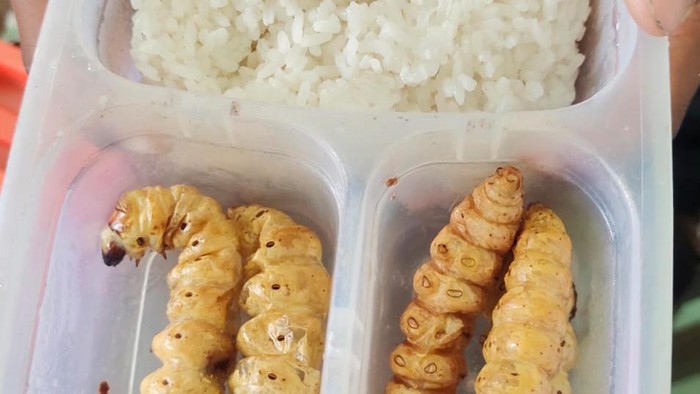 Bekal siswa SD Meduri V Bojonegoro dengan lauk ulat turi.