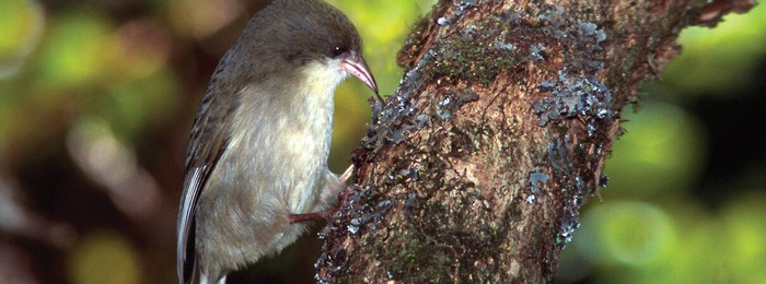 Burung ‘Akikiki