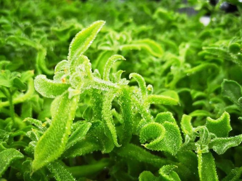 Crystal ice lettuce
