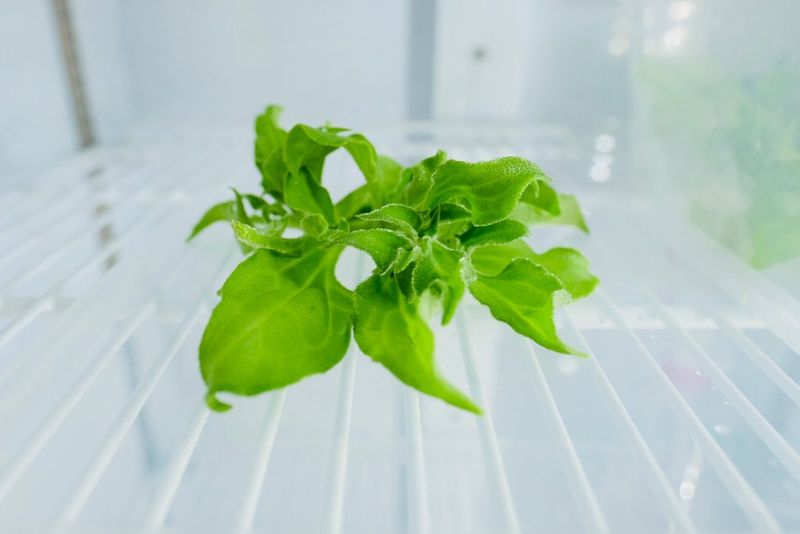 Crystal ice lettuce