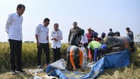 Jokowi meninjau panen padi yang masih dalam kondisi baik meski sedang terjadi El Nino.  