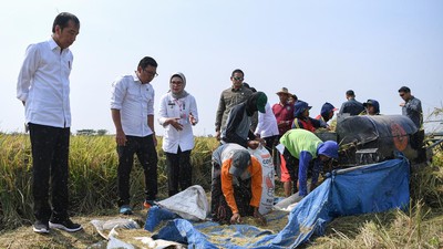 Didampingi Plt Mentan, Jokowi Tinjau Panen Padi di Indramayu
