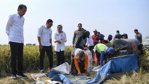 Didampingi Plt Mentan, Jokowi Tinjau Panen Padi di Indramayu
