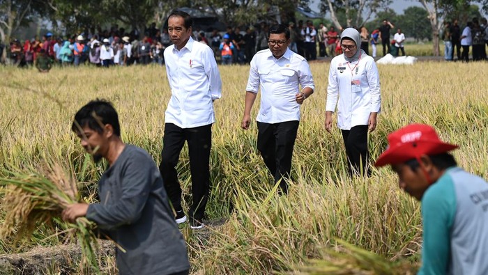 Didampingi Plt Mentan, Jokowi Tinjau Panen Padi di Indramayu Presiden Joko Widodo (kiri) didampingi Plt Menteri Pertanian Arief Prasetyo Adi (tengah) dan Bupati Indramayu Nina Agustina menyaksikan petani memanen padi di Desa Karanglayung, Sukra, Indramayu, Jawa Barat, Jumat (13/10/2023). Presiden Joko Widodo meninjau panen padi yang masih dalam kondisi baik meski sedang terjadi El Nino, sekaligus juga membagikan bantuan secara langsung kepada para petani. ANTARA FOTO/Sigid Kurniawan/nym.