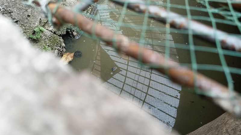 Got di permukiman Cikoko, Pancoran, Jaksel, lingkungan rumah warga bernama Hasan, dia duga tercemar limbah kotoran sapi. Foto 30 September 2023. (Hasan Alhabsyi/warga setempat)