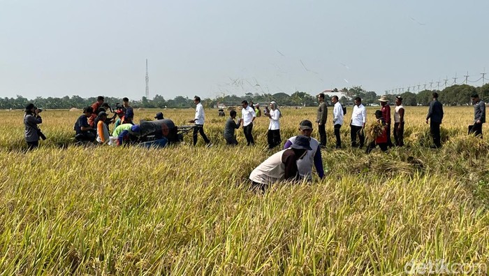 Jokowi panen raya di Indramayu Jawa Barat. (Eva/detikcom)