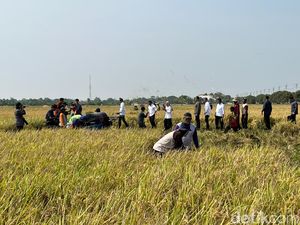 Ditemani Plt Mentan, Jokowi Panen Raya di Indramayu Jawa Barat