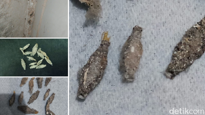 Penampakan kamitetep (Phereoeca uterella) dan habitatnya. Tampak selubung atau bungkus seperti biji labu yang terbuat dari debu dan kotoran.