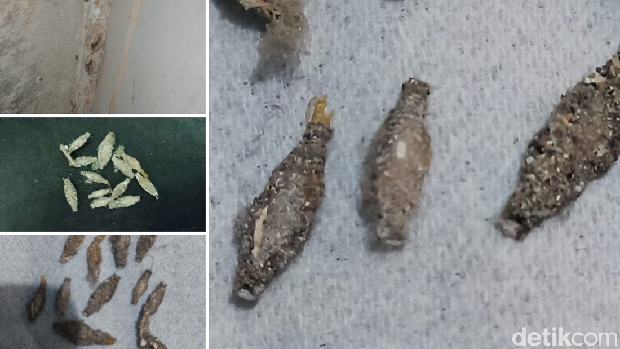 Penampakan kamitetep (Phereoeca uterella) dan habitatnya. Tampak selubung atau bungkus seperti biji labu yang terbuat dari debu dan kotoran.