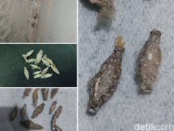 Apa Itu Kamitetep, Kenapa Hewan Ini Banyak Muncul di Rumah?