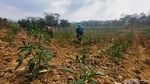 Warga Bandung Tanam Cabai di Dasar Sungai Cibitung