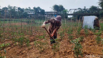 Warga Bandung Tanam Cabai di Dasar Sungai Cibitung