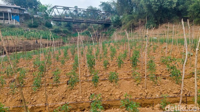 Menanam cabai di dasar Sungai Cibitung Menanam cabai di dasar Sungai Cibitung