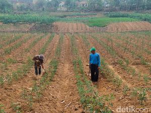 Cara Otib Manfaatkan Sungai Cibitung yang Mengering