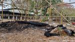 Potret Pohon Randu Alas Ratusan Tahun yang Habis Terbakar di Makam Pleret