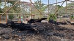 Potret Pohon Randu Alas Ratusan Tahun yang Habis Terbakar di Makam Pleret