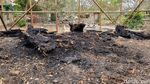 Potret Pohon Randu Alas Ratusan Tahun yang Habis Terbakar di Makam Pleret