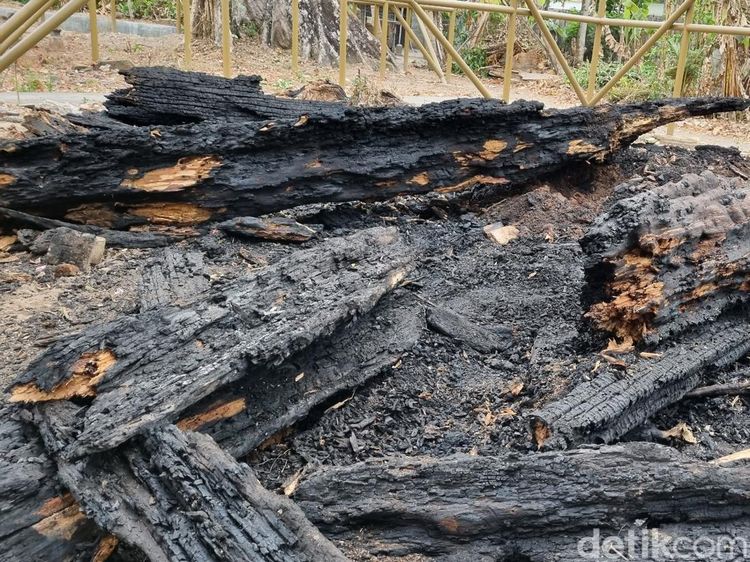 Potret Pohon Randu Alas Ratusan Tahun yang Habis Terbakar di Makam Pleret