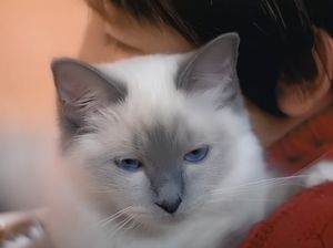 K-Pop dan Kucing dari Masa ke Masa: TVXQ Hug hingga IVE Baddie