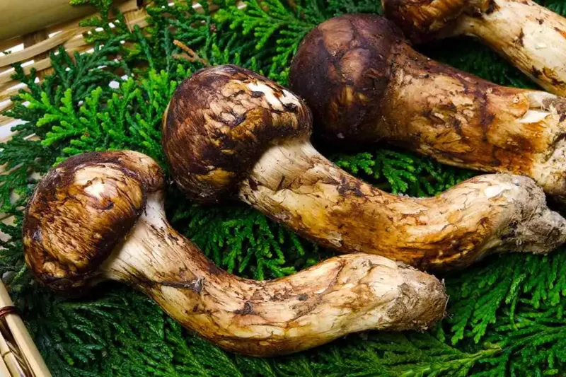 7 Makanan Termahal di Jepang yang Bikin Foodies Penasaran