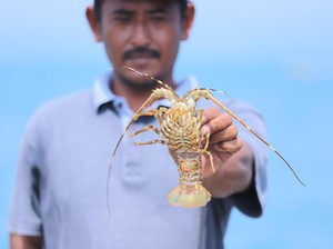 Perubahan Aturan Pengelolaan Lobster Disambut Positif Pelaku Usaha