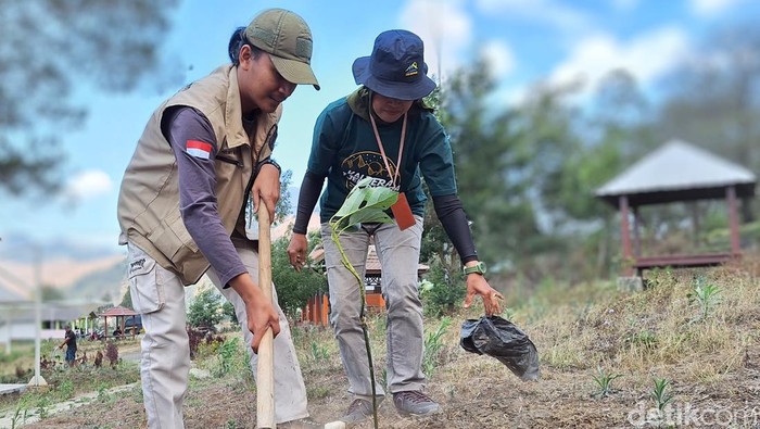 Penanaman pohon alpukat di kawasan Kawah Wurung pascakebakaran