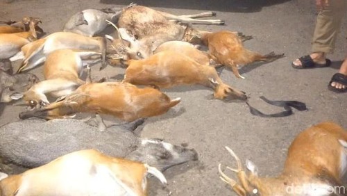 Petugas mengamankan belasan satwa mati diduga hasil perburuan liar di Taman Nasional Bali Barat (TNBB).