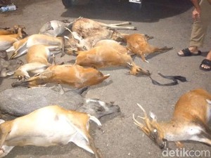 Buron 6 Bulan, 2 Pemburu Liar di TNBB Ditangkap