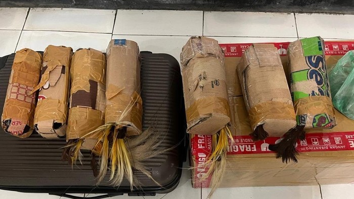 Polisi gagalkan penyelundupan burung cenderawasih di Jayapura, Papua.
