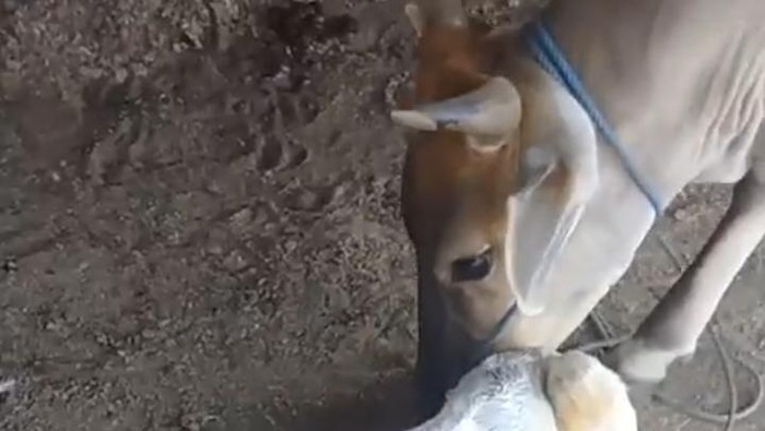 Sapi di Gorontalo lahir dengan kondisi 2 kepala dan 4 telinga. Dokumen Istimewa