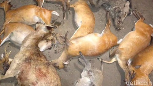 Satwa mati akibat perburuan liar di Taman Nasional Bali Barat (TNBB).