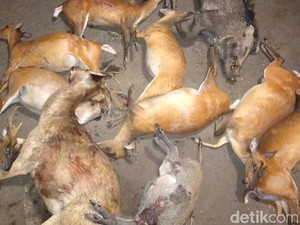 Polisi Kantongi Identitas 3 Pelaku Perburuan Liar di Taman Nasional Bali Barat