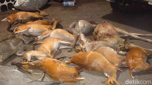 Satwa mati akibat perburuan liar di Taman Nasional Bali Barat (TNBB).