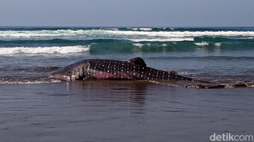 Bangkai hiu paus atau hiu tutul yang terdampar di pesisir pantai Yehkuning, Desa Pekutatan, Kecamatan Pekutatan, Kabupaten Jembrana, Minggu (15/10/2023).