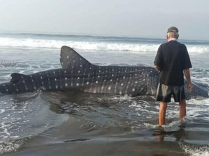 Penampakan Hiu Paus Sepanjang 6,6 Meter Terdampar di Bali