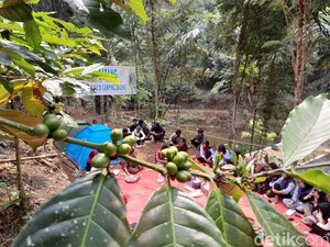 Sensasi Kamping di Kebun Kopi Sambil Seruput Kopi