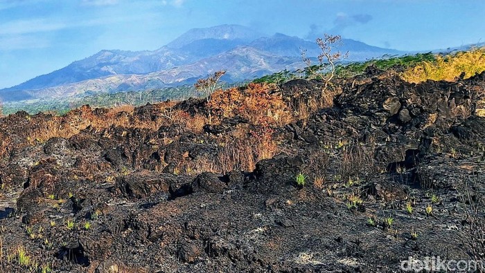 Puluhan Hektare Lahan di Ijen Bondowoso terbakar