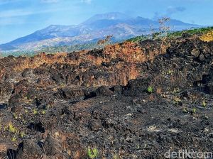Hikmah Positif di Balik Kebakaran Puluhan Hektare Lahan Ijen Bondowoso