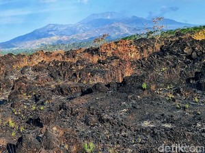 Hikmah Positif di Balik Kebakaran Puluhan Hektare Lahan Ijen Bondowoso
